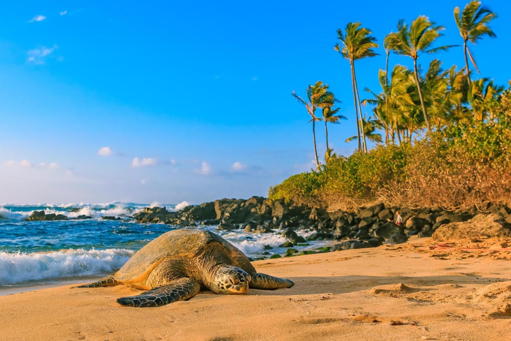 Alluring Luana Waikiki Villa Honolulu Dış mekan fotoğraf